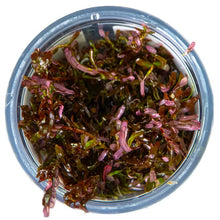 Rotala rotundifolia 'Blood Red' - Tropica TC - Planted Aquaria