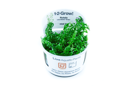 Rotala rotundifolia 'Green' - Tropica TC - Planted Aquaria