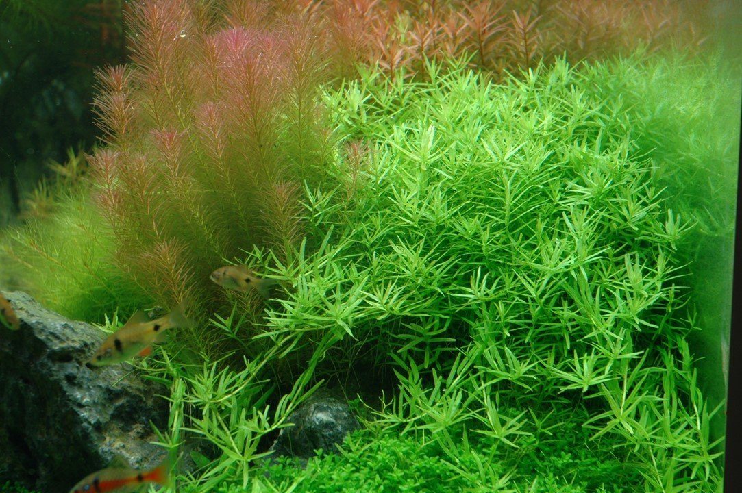 Rotala rotundifolia 'Green' - Tropica TC - Planted Aquaria