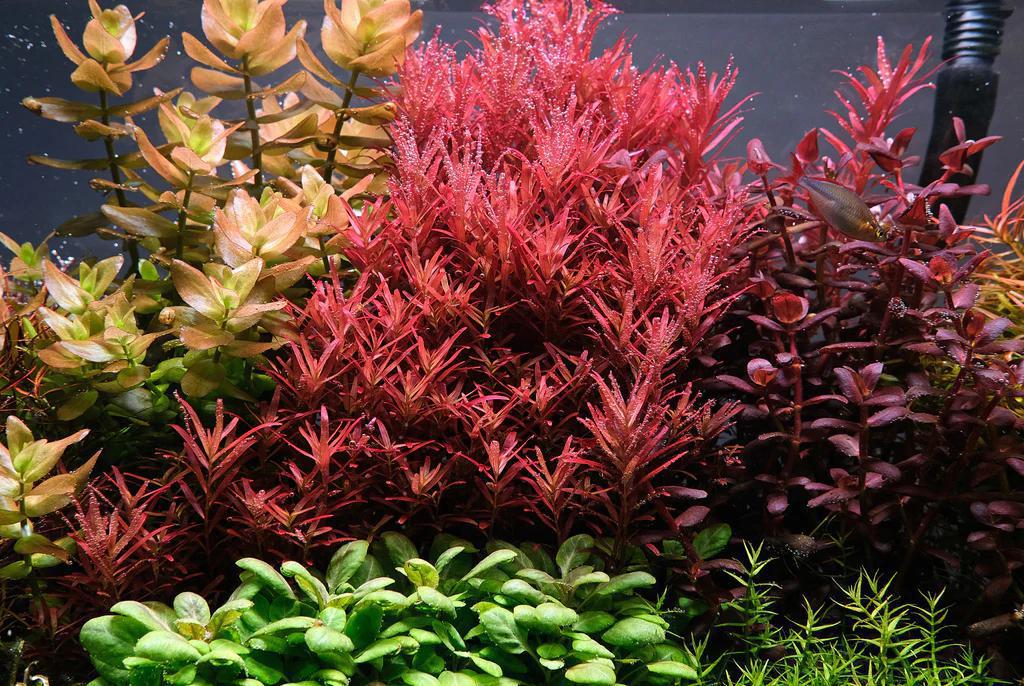 Rotala Rotundifolia 'Hra' - ADA TC - Planted Aquaria