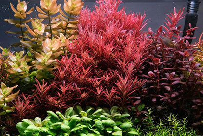 Rotala Rotundifolia 'Hra' - ADA TC - Planted Aquaria