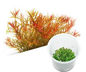 Rotala Rotundifolia 'Hra' - ADA TC - Planted Aquaria