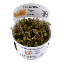 Rotala rotundifolia 'H'ra' - Tropica TC - Planted Aquaria
