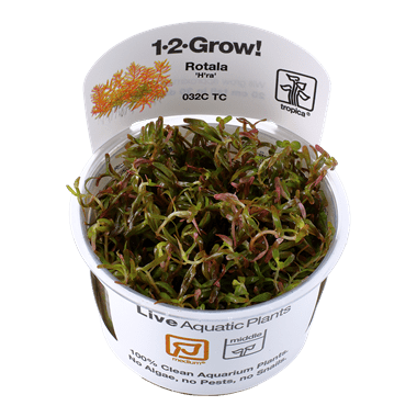 Rotala rotundifolia 'H'ra' - Tropica TC - Planted Aquaria