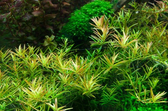 Rotala rotundifolia 'H'ra' - Tropica TC - Planted Aquaria