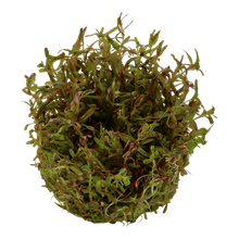 Rotala rotundifolia 'H'ra' - Tropica TC - Planted Aquaria