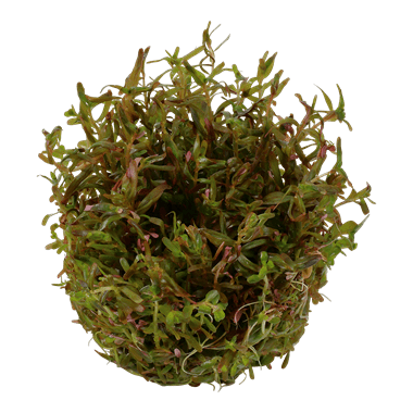 Rotala rotundifolia 'H'ra' - Tropica TC - Planted Aquaria