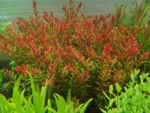 Rotala Rotundifolia "Orange Juice" - Planted Aquaria
