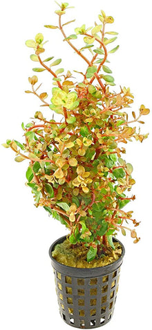 Rotala Rotundifolia "Orange Juice" - Planted Aquaria