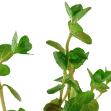 Rotala rotundifolia - Potted - Planted Aquaria