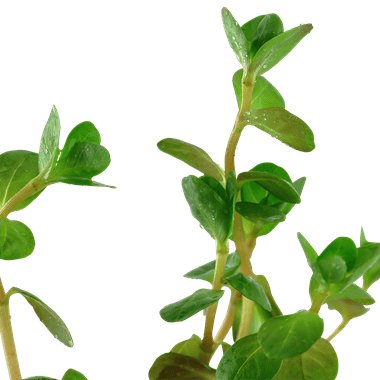 Rotala rotundifolia - Potted - Planted Aquaria