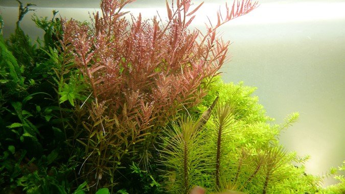 Rotala rotundifolia - Potted - Planted Aquaria