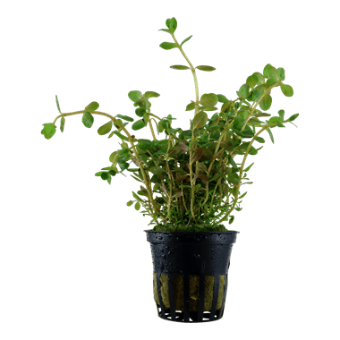 Rotala rotundifolia - Potted - Planted Aquaria