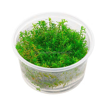 Rotala Rotundifolia 'Wayanad' - ADA TC - Planted Aquaria