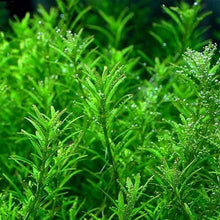 Rotala Rotundifolia 'Wayanad' - ADA TC - Planted Aquaria