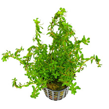 Rotala Rotundifolia Wayanad - Potted - Planted Aquaria