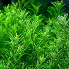 Rotala Rotundifolia Wayanad - Potted - Planted Aquaria