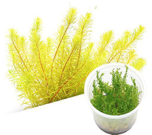Rotala sp. 'Bangladesh' - ADA TC - Planted Aquaria