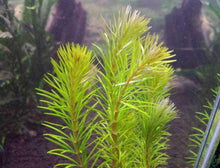 Rotala sp. 'Bangladesh' - ADA TC - Planted Aquaria