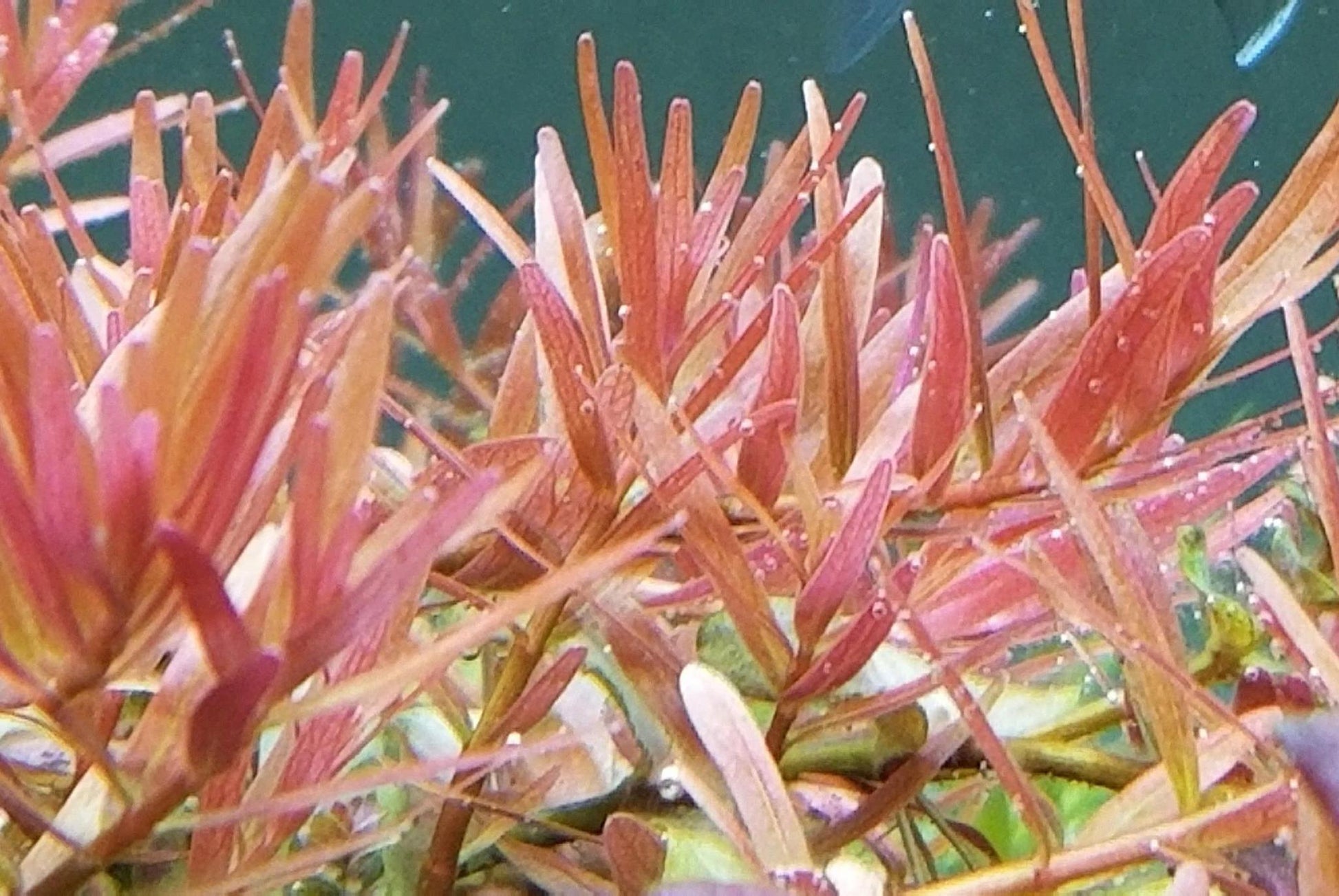 Rotala sp. 'Ceylon' - ADA TC - Planted Aquaria