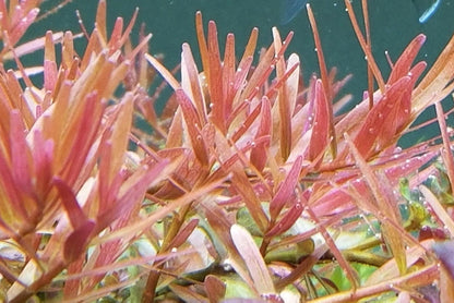 Rotala sp. 'Ceylon' - ADA TC - Planted Aquaria