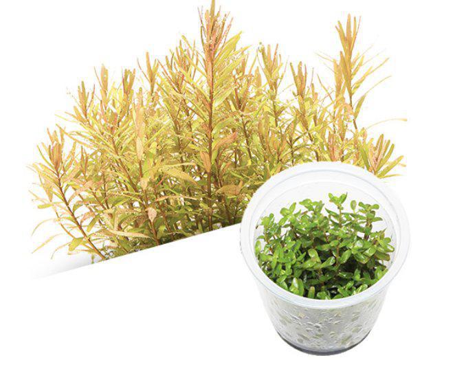 Rotala sp. 'Ceylon' - ADA TC - Planted Aquaria
