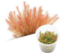 Rotala Sp. 'Vietnam' - ADA TC - Planted Aquaria