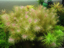 Rotala Sp. 'Vietnam' - ADA TC - Planted Aquaria