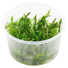 Rotala Wallichi 'Long Leaf' - ADA TC - Planted Aquaria