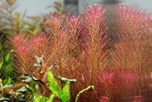 Rotala Wallichi 'Long Leaf' - ADA TC - Planted Aquaria