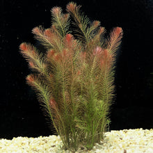 Rotala Wallichii - Potted - Planted Aquaria
