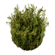 Rotala wallichii - Tropica TC - Planted Aquaria