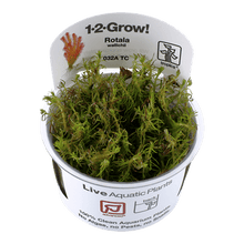 Rotala wallichii - Tropica TC - Planted Aquaria