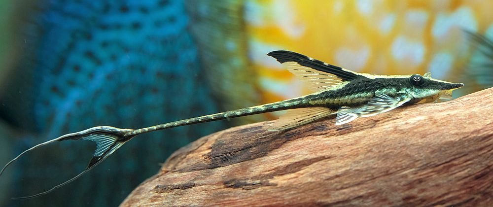 Royal Farlowella Catfish - Planted Aquaria
