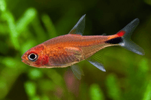 Ruby Tetra - Planted Aquaria