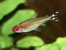 Rummy Nose Tetra - Planted Aquaria