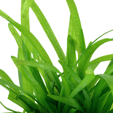 Sagittaria subulata - Potted - Planted Aquaria