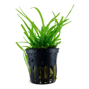 Sagittaria subulata - Potted - Planted Aquaria