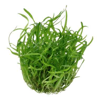 Sagittaria subulata - Tropica TC - Planted Aquaria