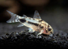 Salt & Pepper Pygmy Corydora - Planted Aquaria