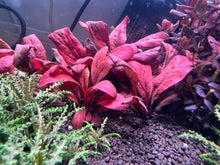 Samolus parviflorus Red - ADA TC - Planted Aquaria