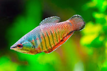 Samurai Gourami - Planted Aquaria
