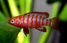 Scarlet Badis - Planted Aquaria