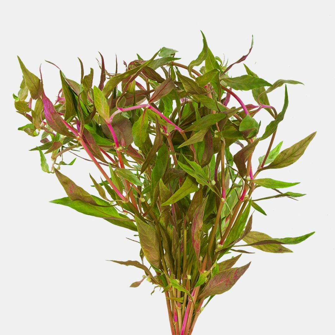 Scarlet Temple - Unpotted - Planted Aquaria