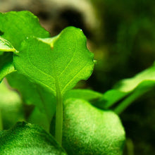 Schismatoglottis prietoi - Tropica TC - Planted Aquaria