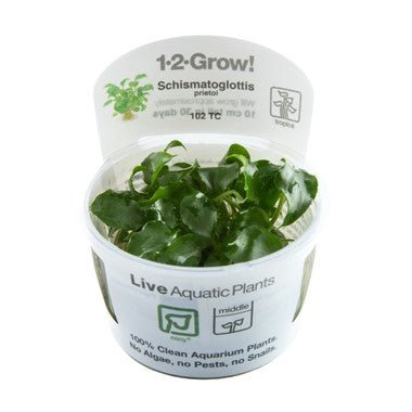 Schismatoglottis prietoi - Tropica TC - Planted Aquaria