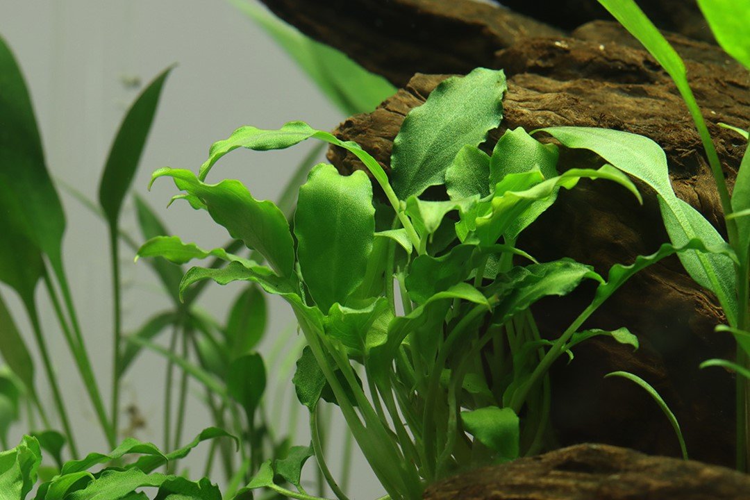 Schismatoglottis prietoi - Tropica TC - Planted Aquaria