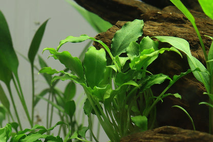 Schismatoglottis prietoi - Tropica TC - Planted Aquaria