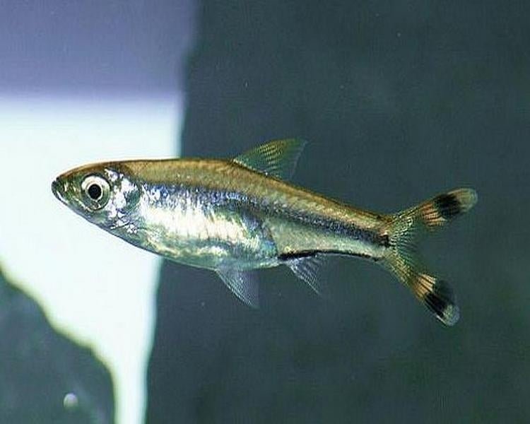 Scissortail Rasbora - Planted Aquaria