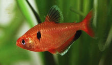 Serpae Tetra - Planted Aquaria